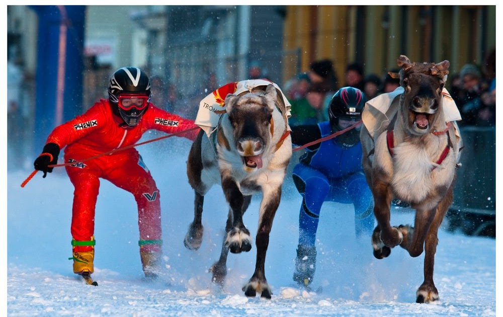 Post Parade Norwegian Harness Racing