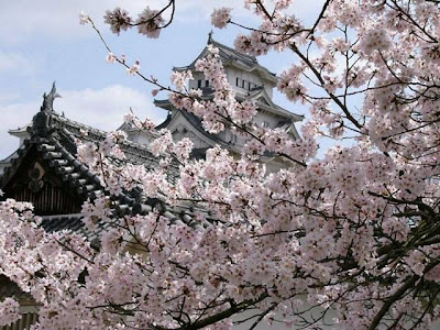 cherry tree blossom images. cherry tree blossom images. cherry tree blossom images.