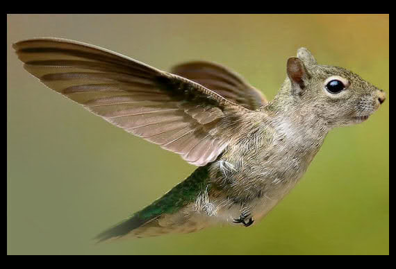 amazing and funny photoshop effect of animal amazing and funny photoshop effect of animal