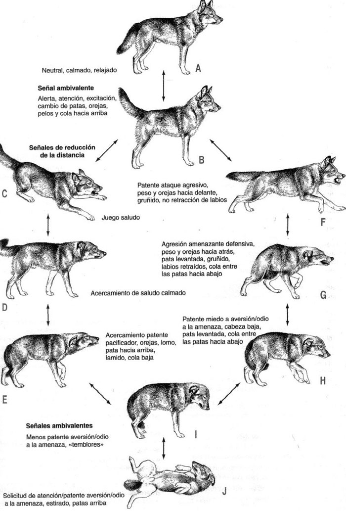 manual de adiestramiento canino pastor aleman pdf