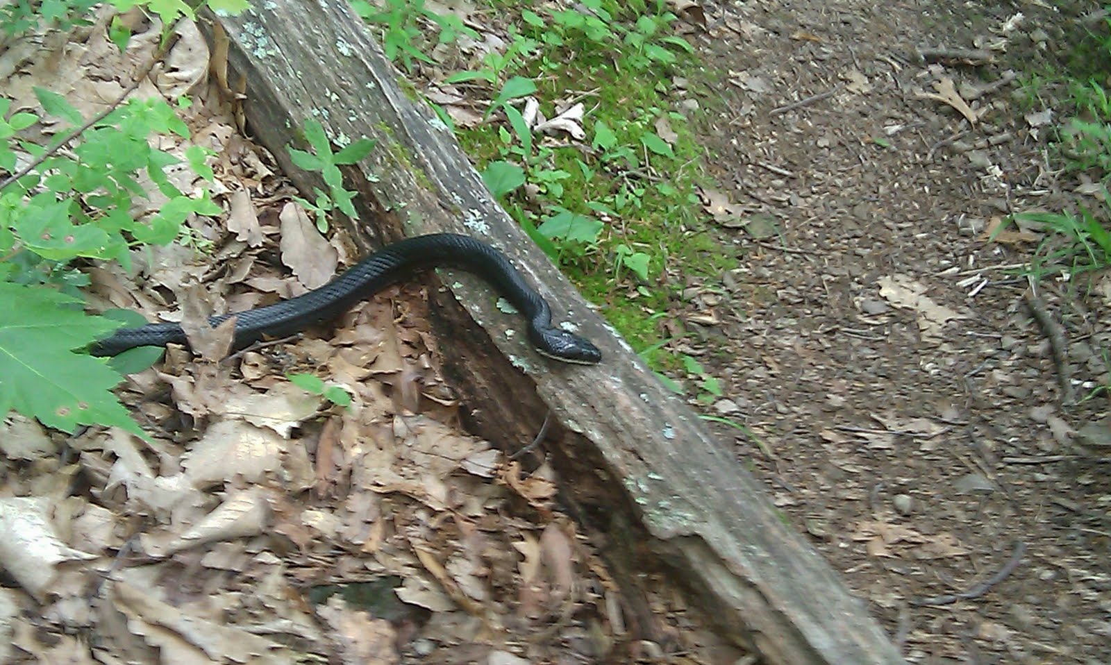 My Appalachian Trail Journey... Snakes on a trail...