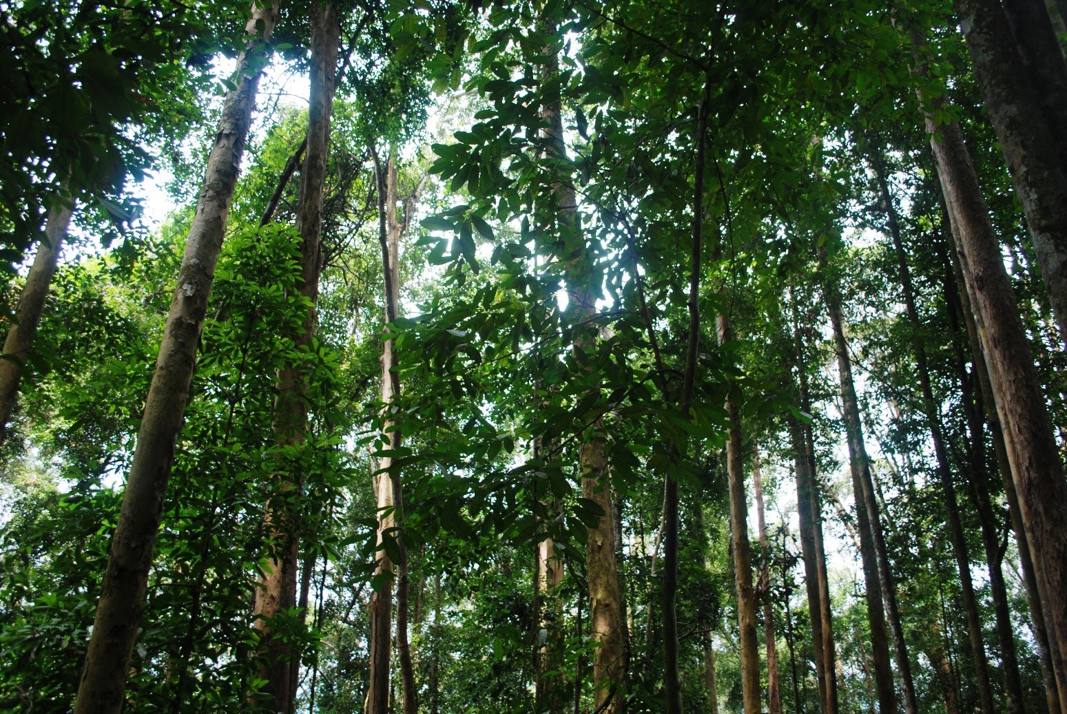 Jabatan Perhutanan