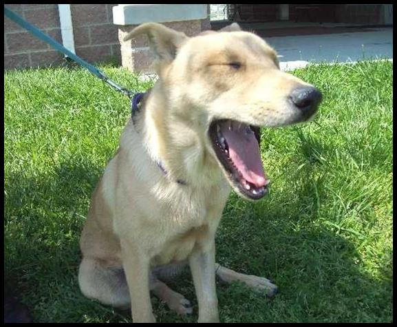Yawning Dog