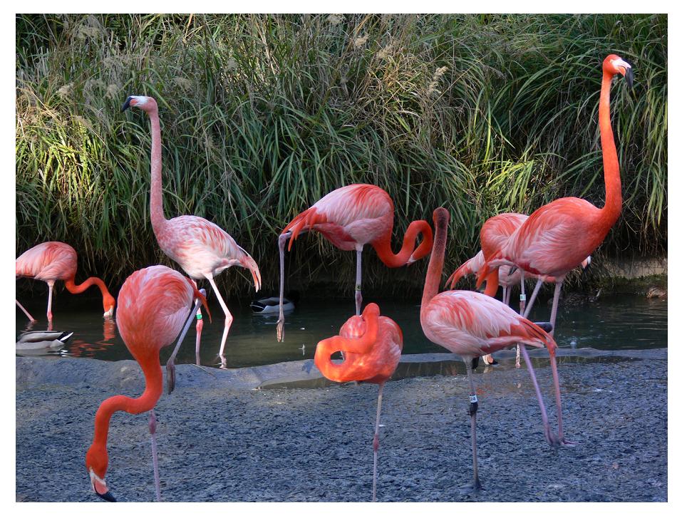 Flamingos_by_vaoni_adolpha.jpg.