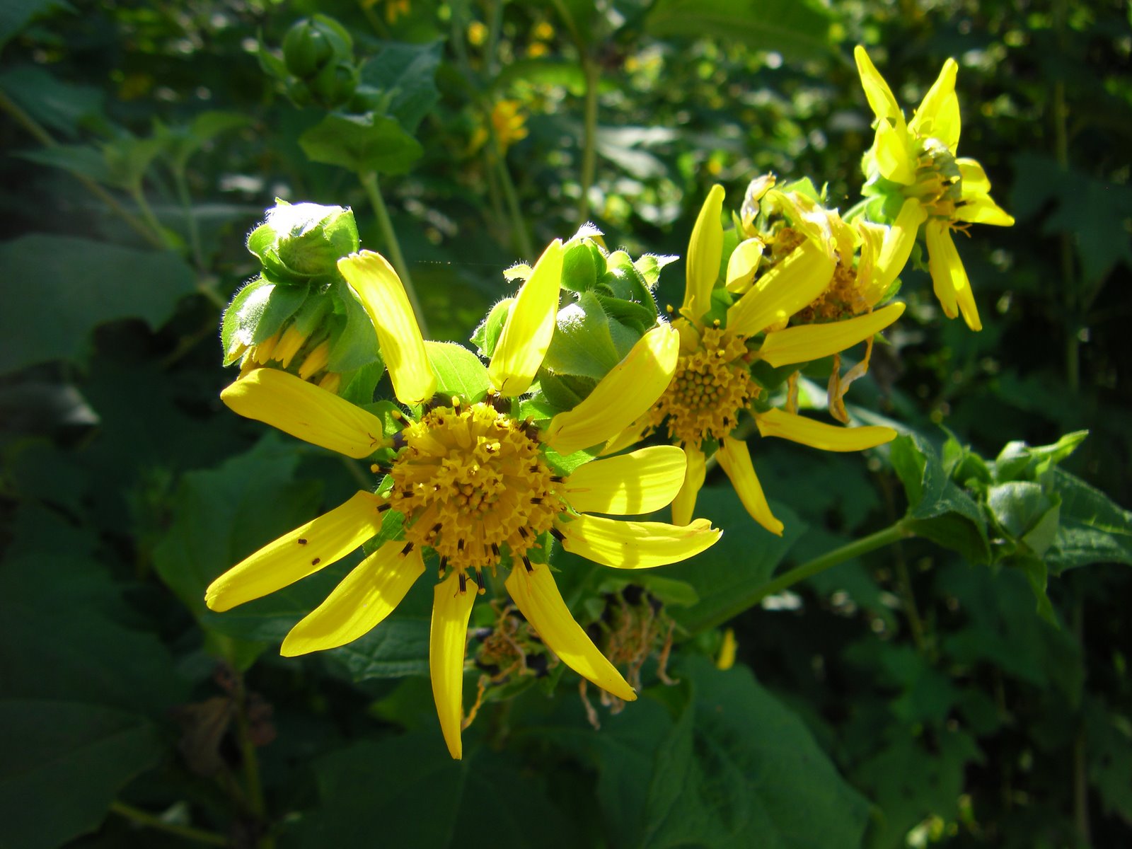 [ES+Wildflower.JPG]