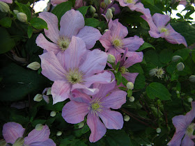 Plant Profiles Hydrangeas Especially H Paniculata