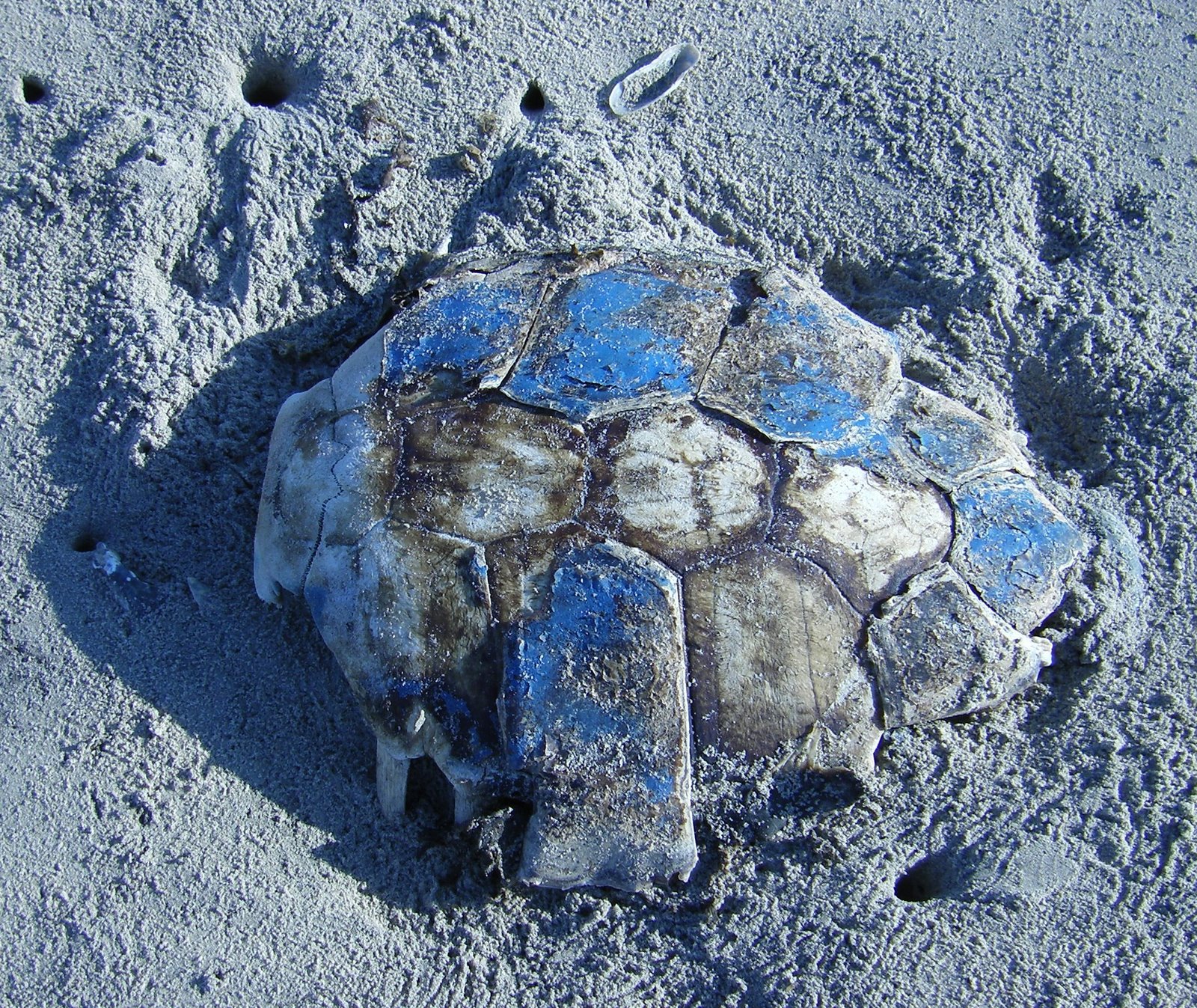 [Logger+Head+Shell.JPG]