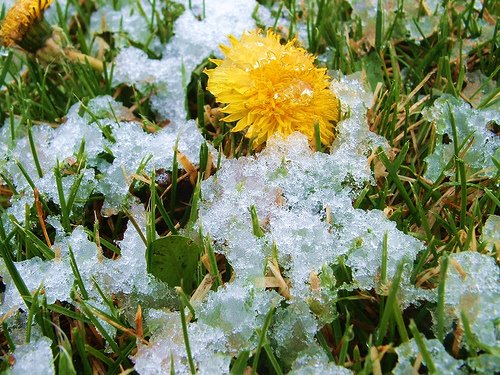 [Spring...almost.jpg]