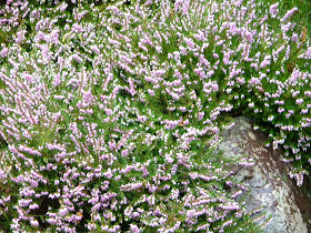 Plant Your Heather In Old Galvanized Tins And Pots For A Great