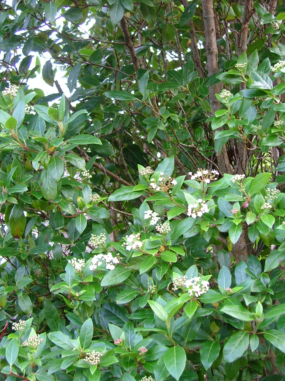 The Practical Plant Geek