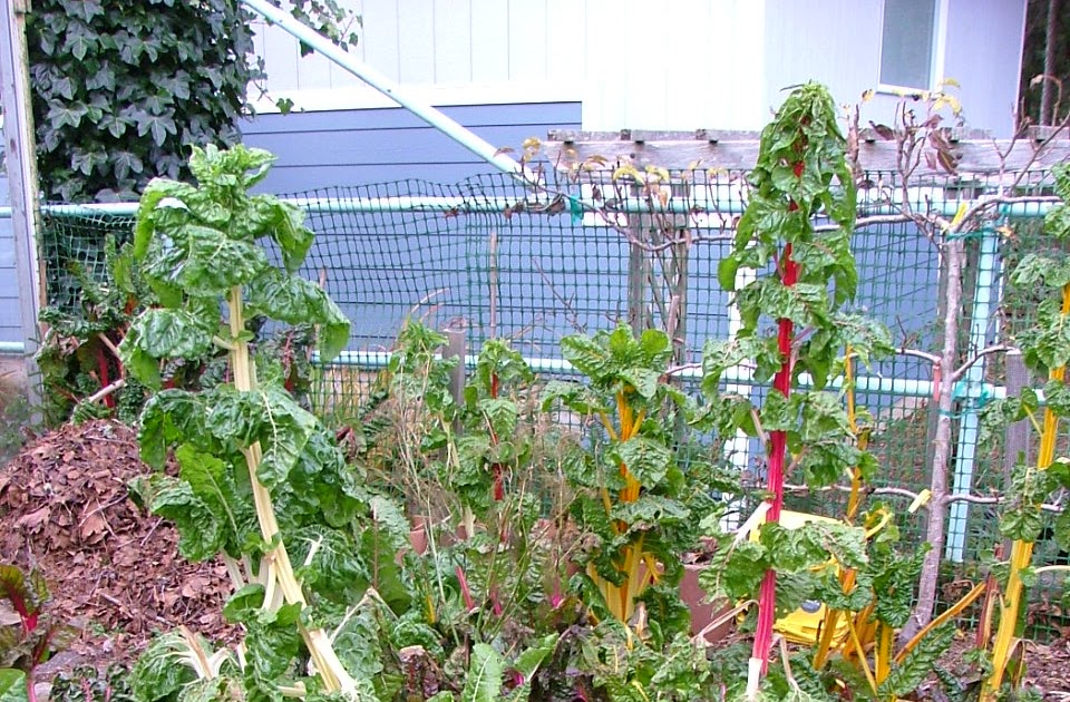 Oregon Coast Gardener Winter Vegetable Gardening on the Coast