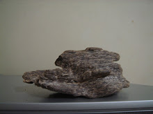 WILD AGARWOOD