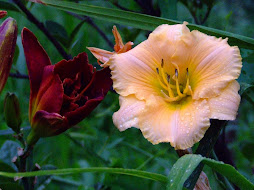 Unknown Daylilly