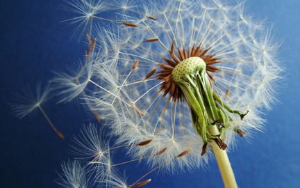 [flower7+small.bmp]