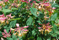 Honeysuckle