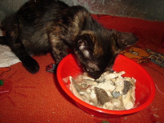 [DSC00375_resize.JPG]