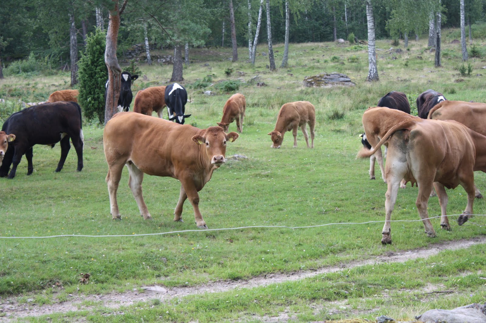 Colorama stockholmsvägen mariestad: juli 2010