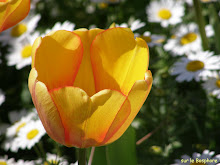 tulipe, symbole de l'amour...
