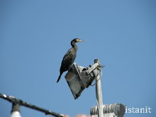 être un cormoran...