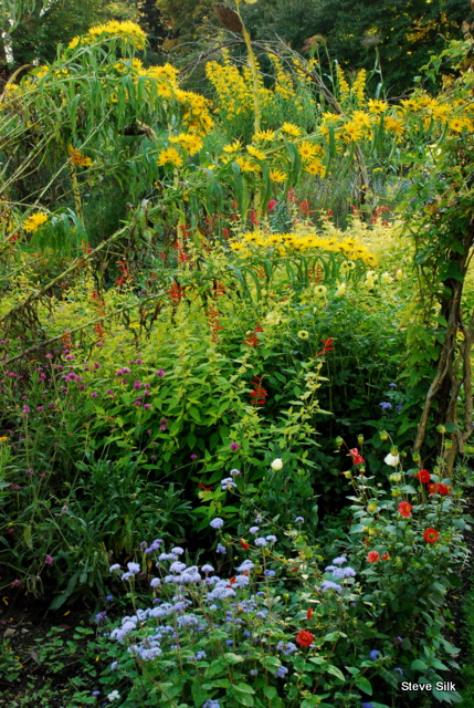 A plant sluts garden blog images 933