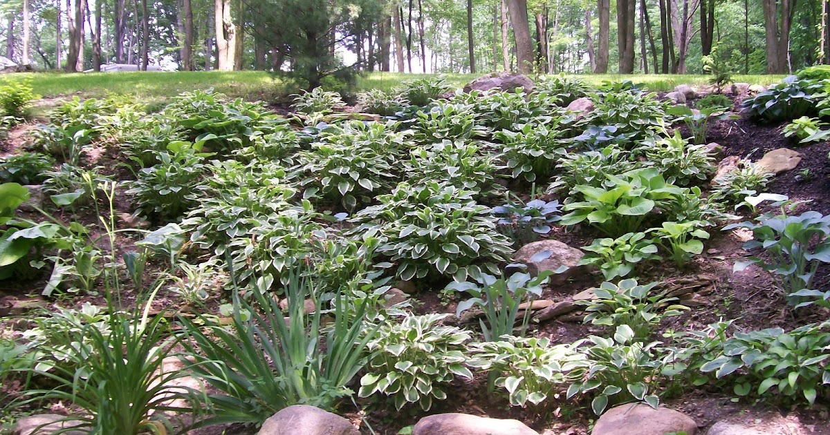 TIM'S HOSTA KINGDOM. HOSTA PLANTING TIPS AND IDEAS How To Split A