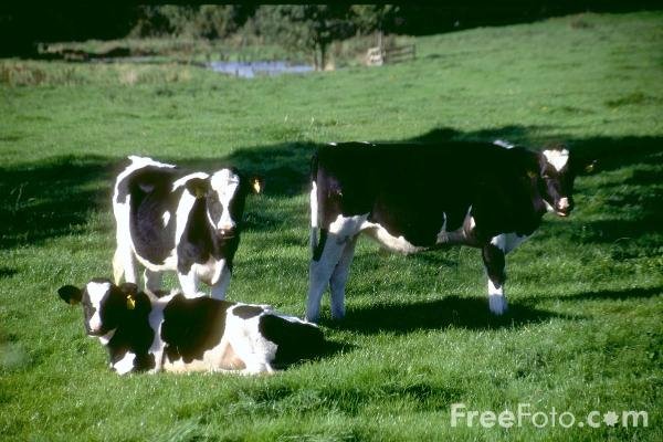 [cows.bmp]