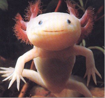 [a++axolotl+2.jpg]
