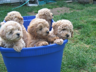 goldendoodle puppies ct miniature goldendoodle puppies ohio www proteckmachinery goldendoodle puppies ct miniature goldendoodle puppies ohio www proteckmachinery