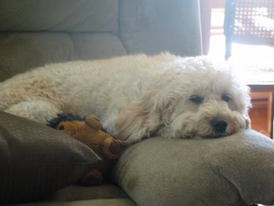 Goldendoodle Puppies goldendoodle puppies michigan. Goldendoodle Puppies