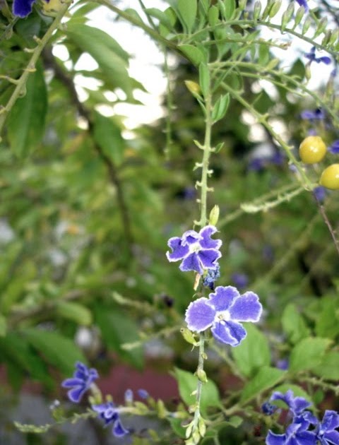 花束にされない花達 デュランタ