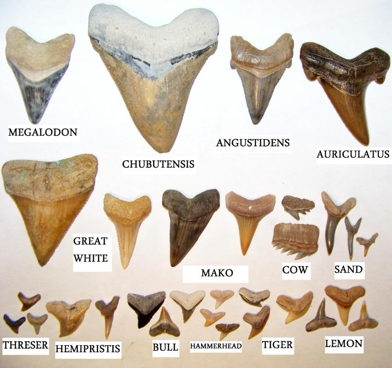 Eight common species of fossil shark teeth found on the East Coast,