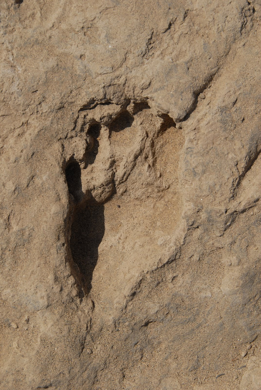 The Large Picture Blog 1.5 MillionYearOld Fossil Footprints‏