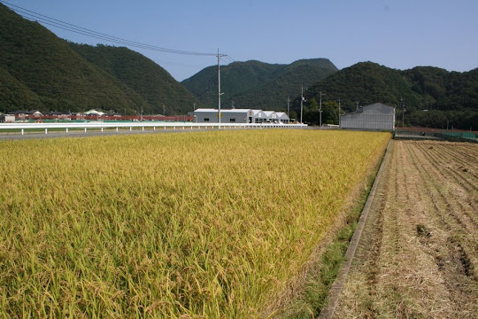 SAWAH SECARA KOMERSIAL