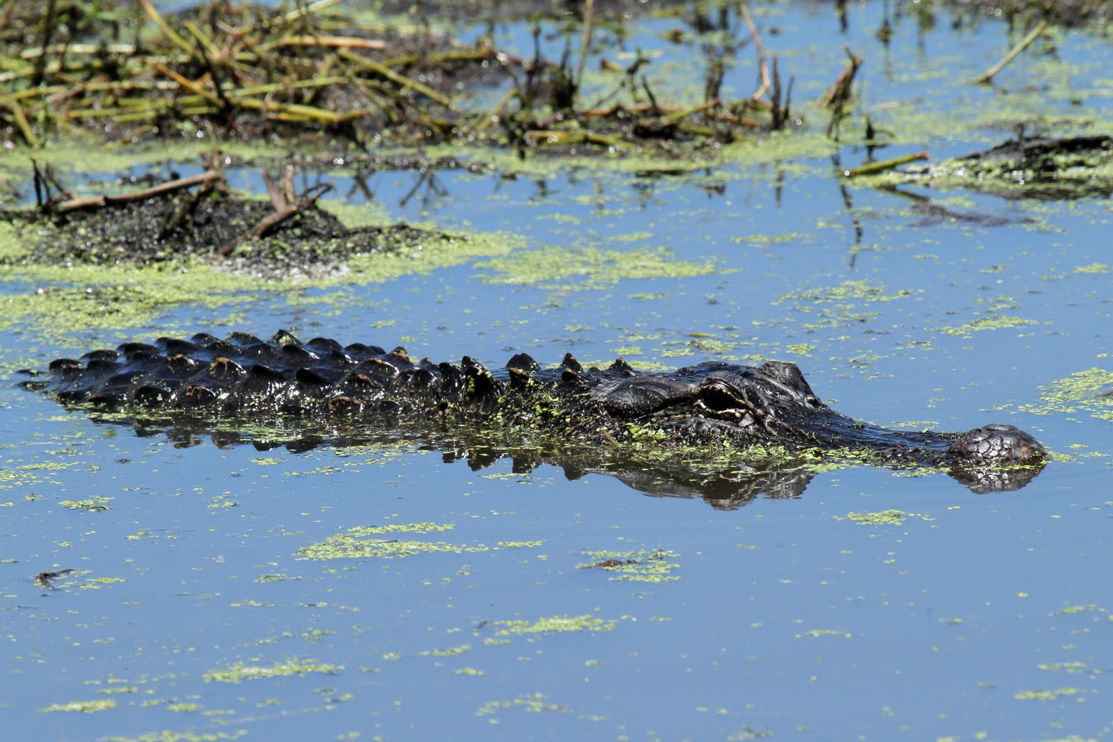 Dave&Callie 07_02 to 06_2010, Houston, Texas Alligators, Buildings