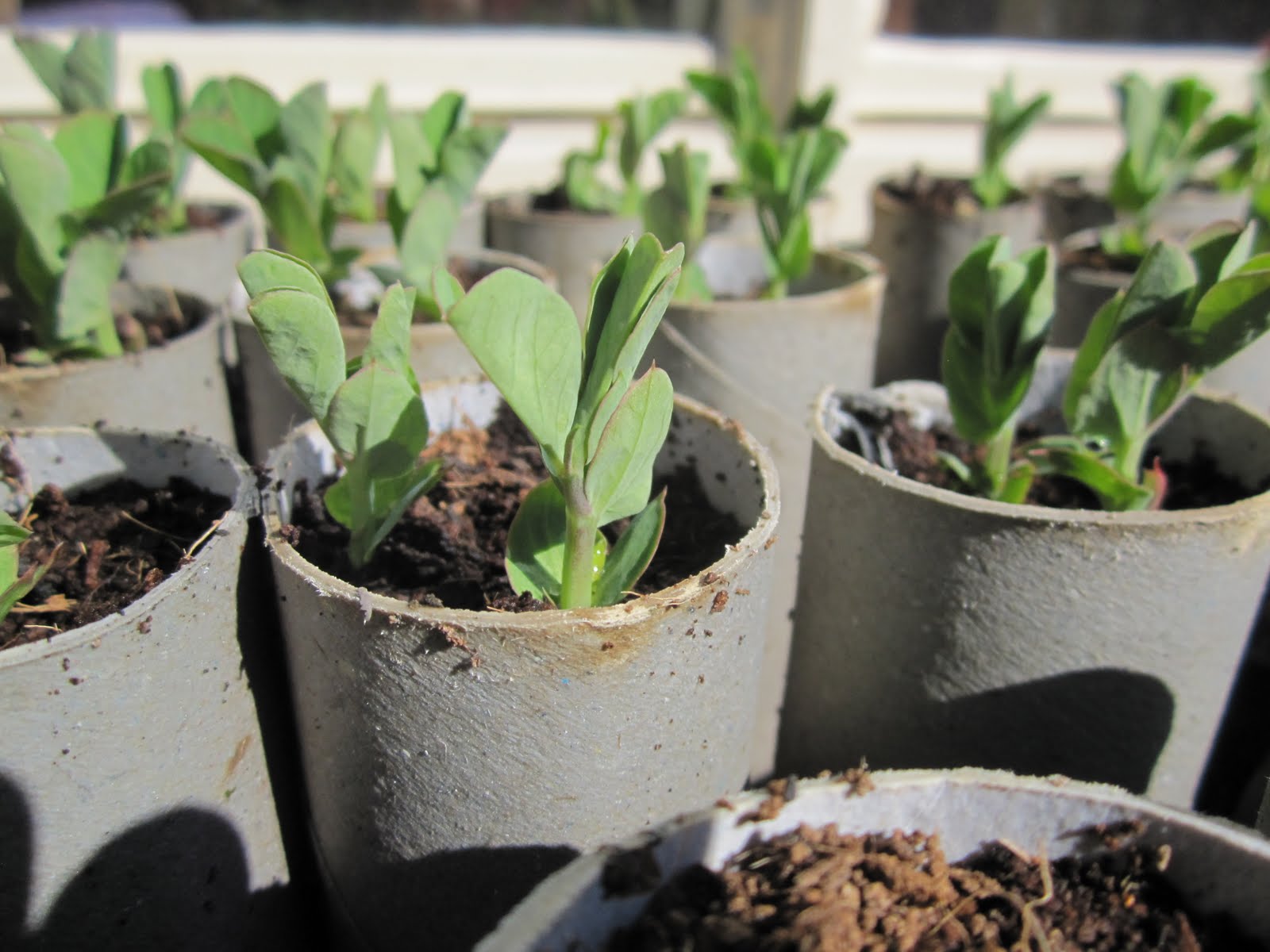Happy Reskilling Growing peas and beans in toilet rolls