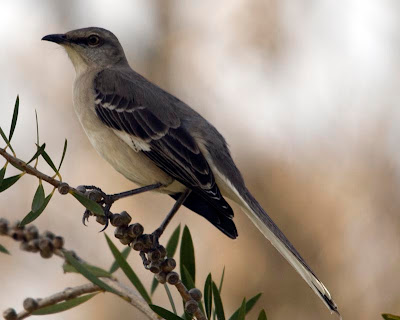 California Mockingbird