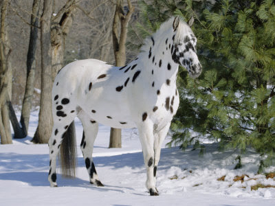 † Seize the day †  1107542~Appaloosa-Horse-in-Snow-Illinois-USA-Posters