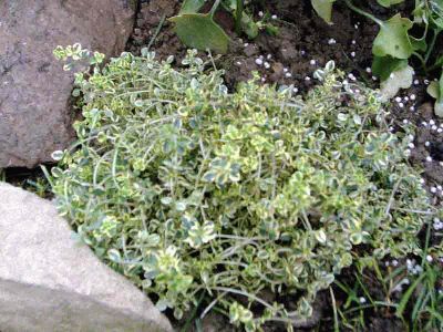 *Suplemetos Alimentarios FNL