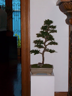 CLUB PERUANO DE BONSAI: Exposición del "CLUB PERUANO DE BONSAI"