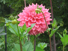 A dahlia in full bloom