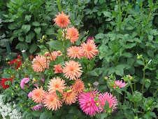 So many different kinds of dahlias at Butchart Gardens