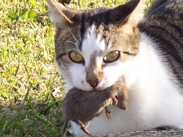 Cat-Caught-a-Mouse.jpg