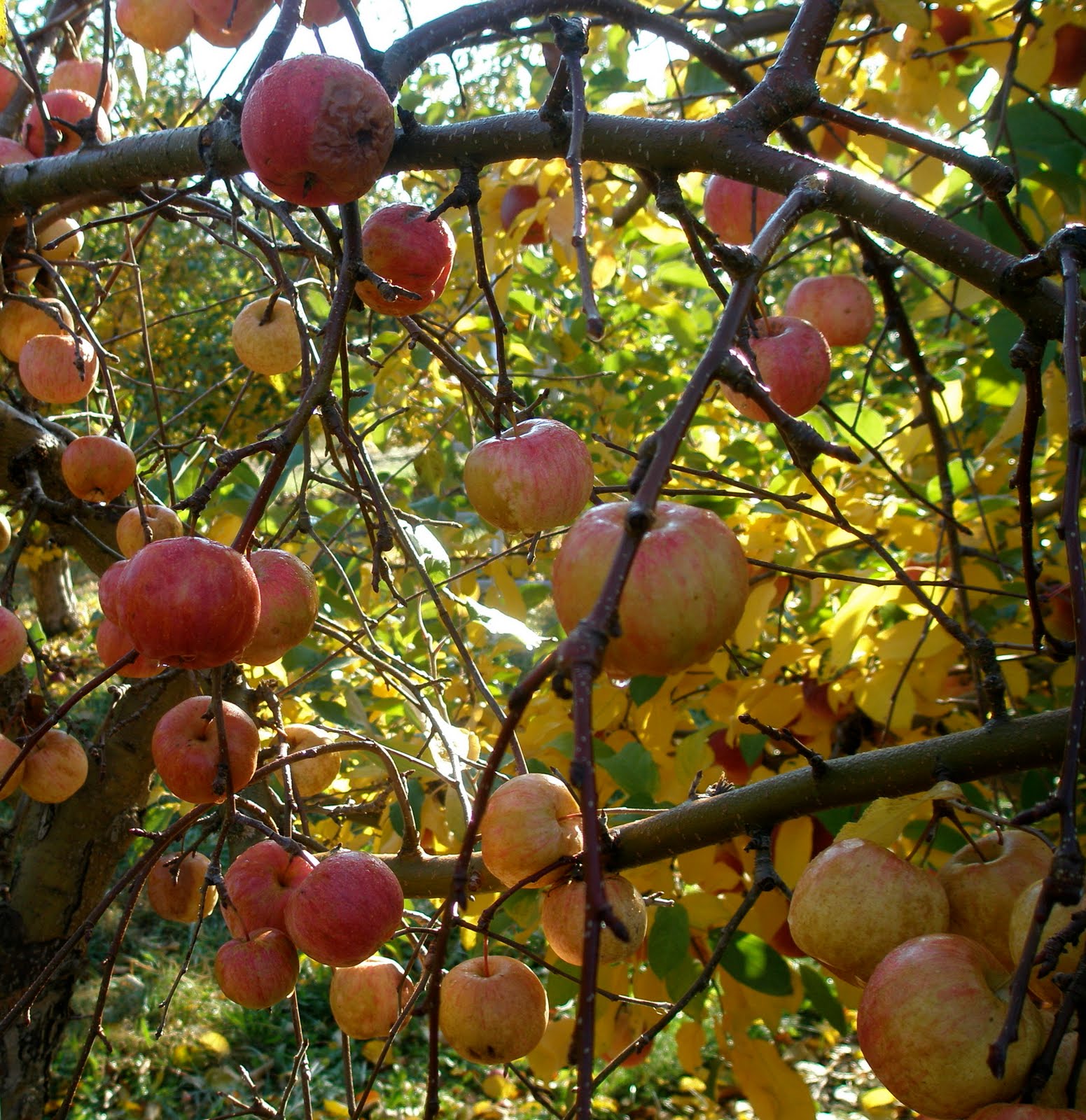 How do you brace a fruit tree branch?