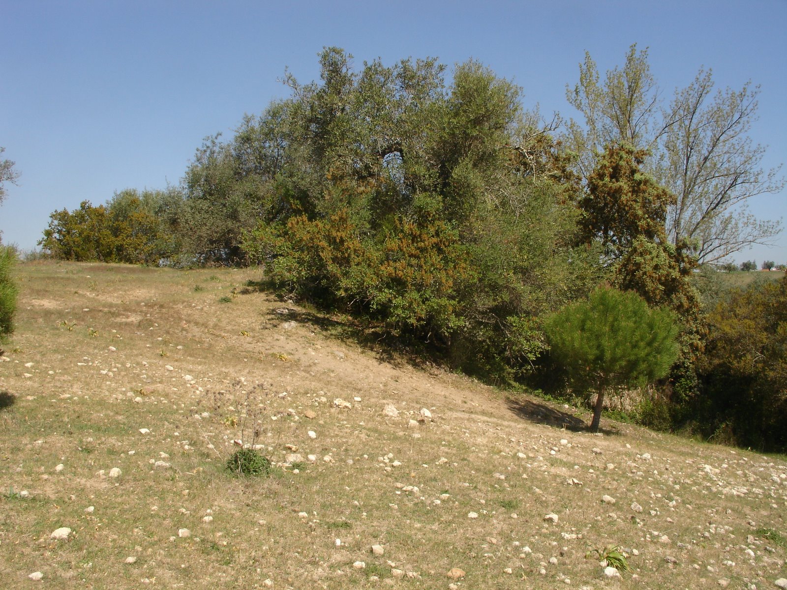 [DSC06774.JPG]