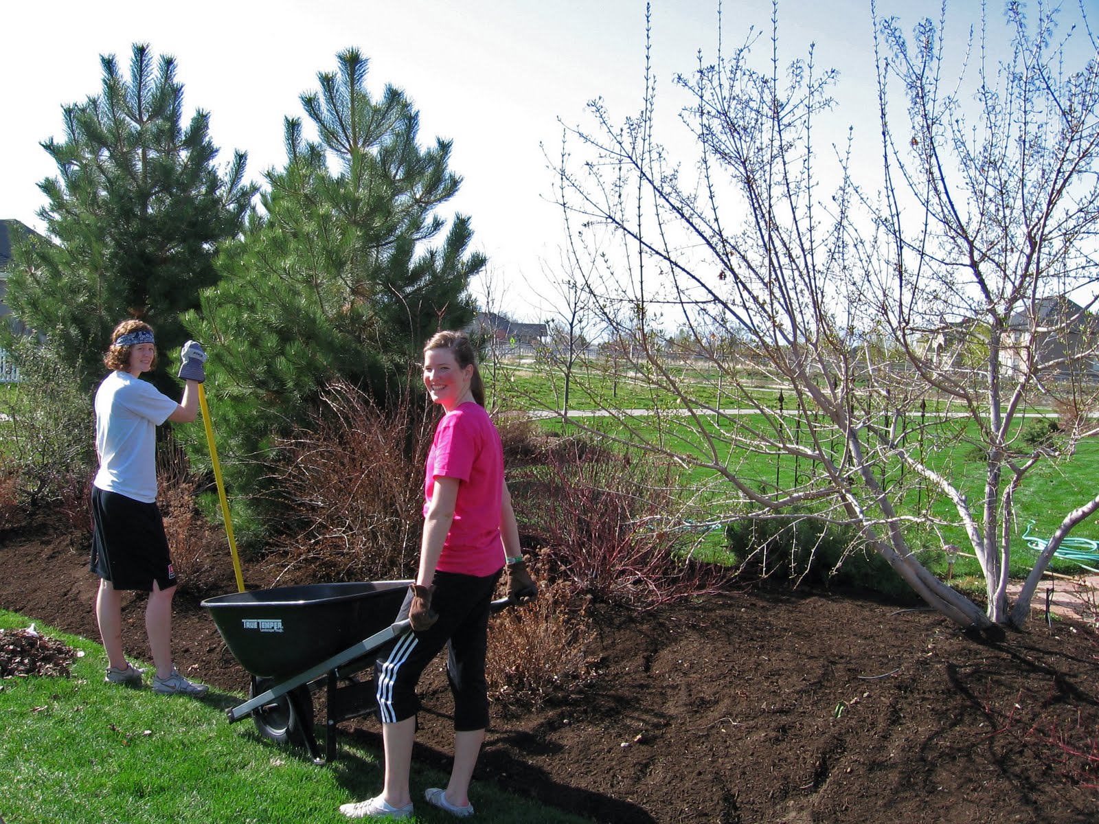 This Grandmother's Garden Black Gold