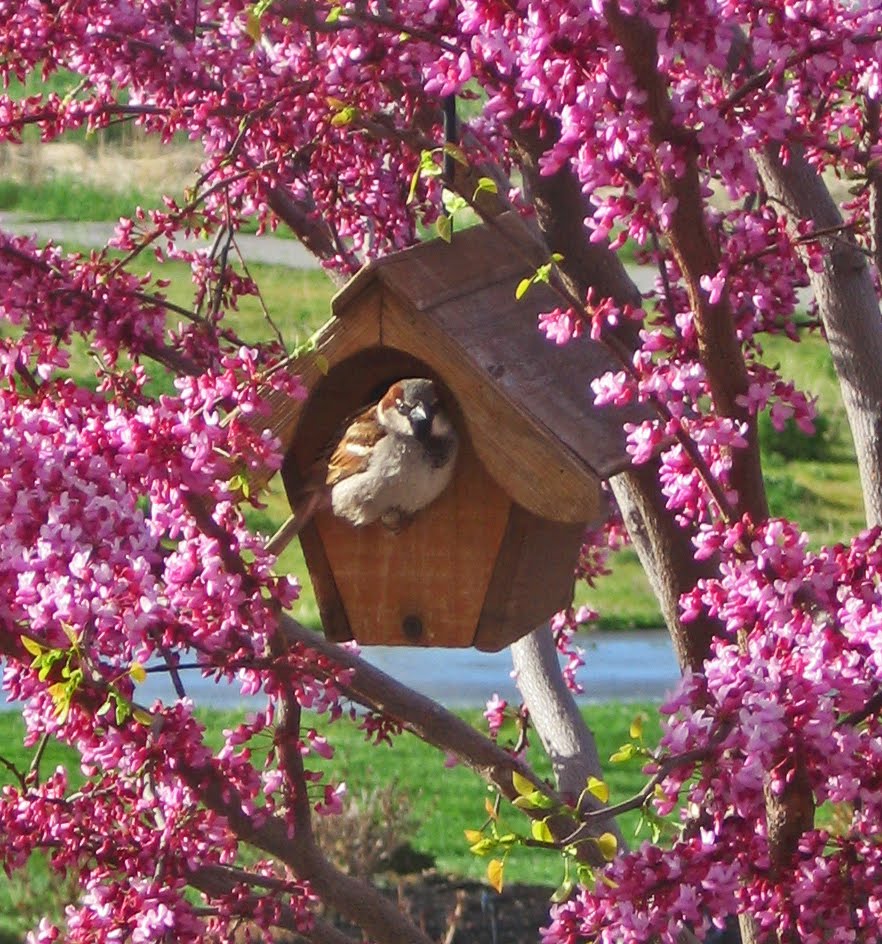Let Your Light Shine The Judas Tree