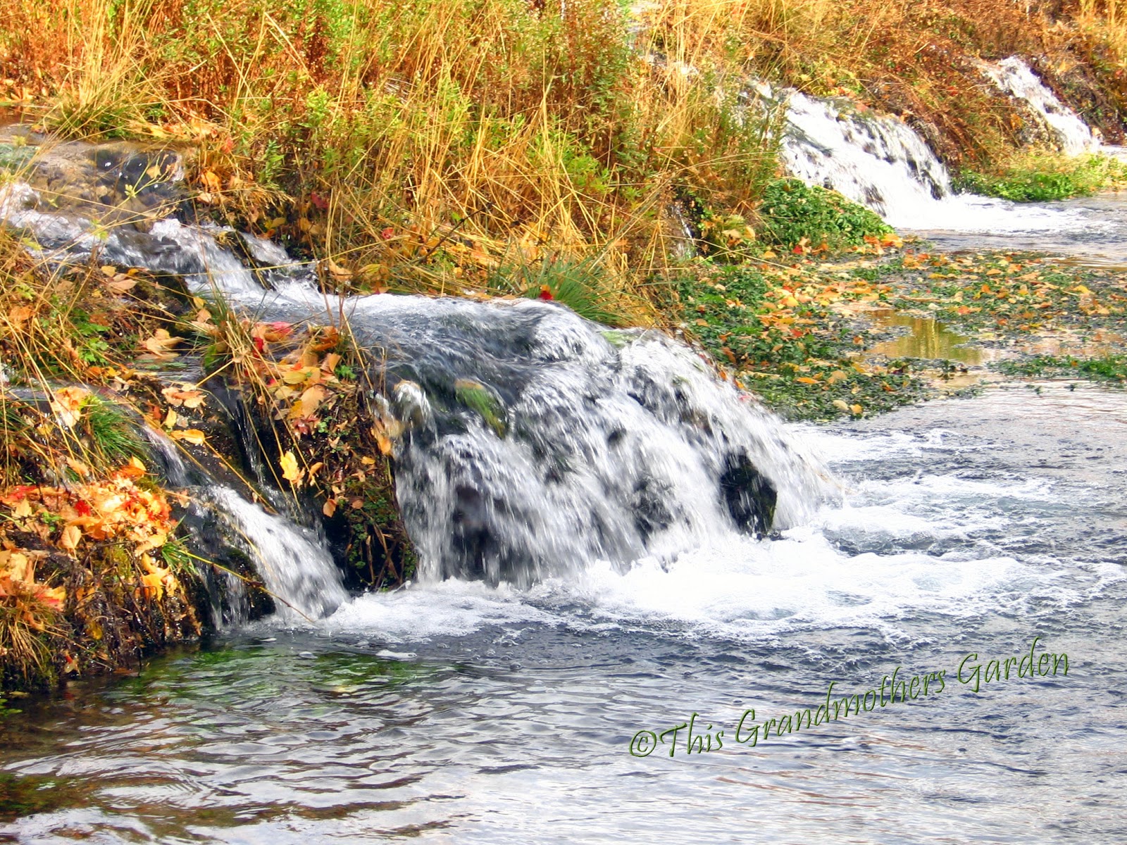 This Grandmother's Garden Cascade Springs in Autumn... Magical!