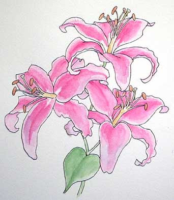Drawn Lilies