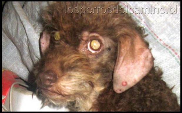 La sarna no es un motivo para abandonar a tu mascota.