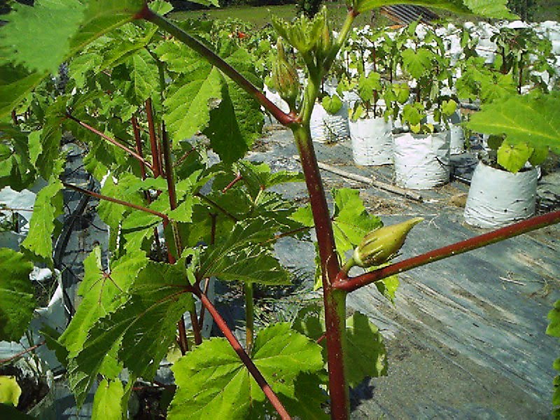 Ada sikit masaalah pucuk bagi sesetengah pokok.